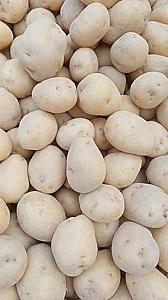 Fresh a grade chipsona potato