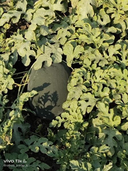 Watermelon, mango, ટેટી