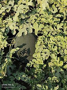 Watermelon, mango, ટેટી