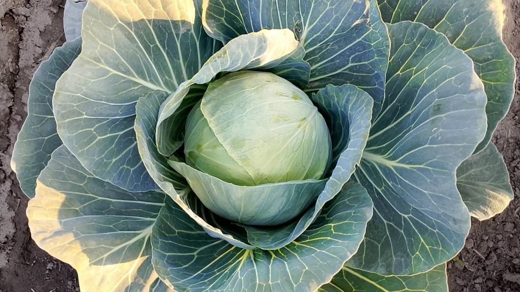 Fresh cabbage