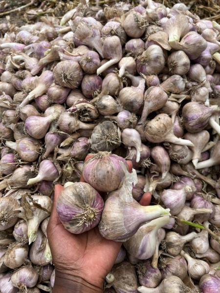 Garlic