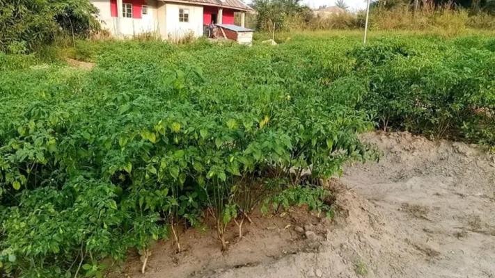 Pepper ðŸŒ¶ï¸ðŸŒ¶ï¸ Farm