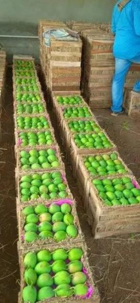 Ratnagiri alphonso mango