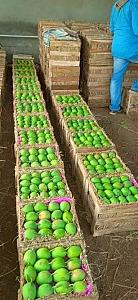 Ratnagiri alphonso mango