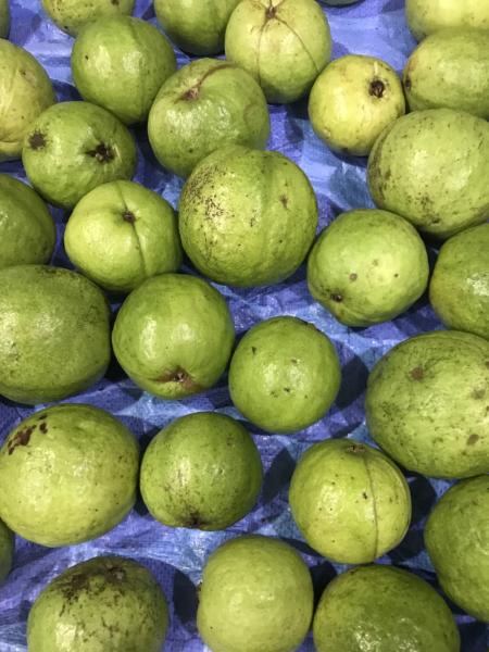 Fresh Guava