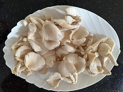 Oyster Mushrooms