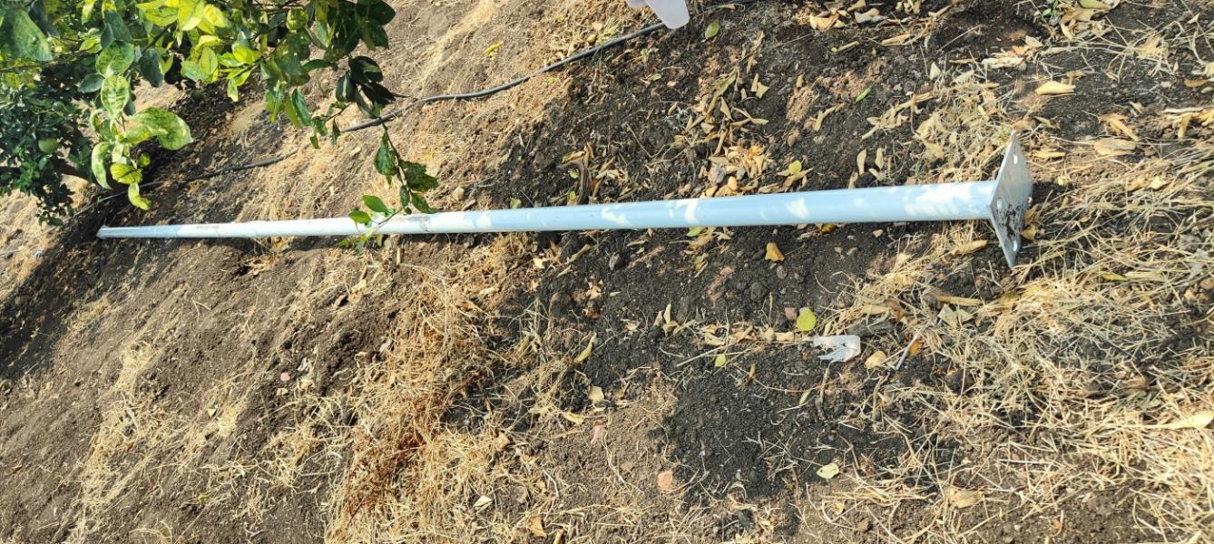 Mosambi (Sweet Lemon)