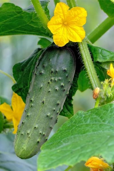 Fresh cucumbers
