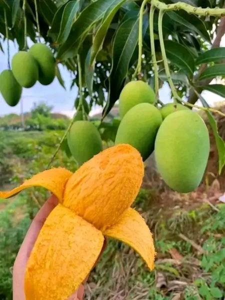 Banane,ananas,huile rouge