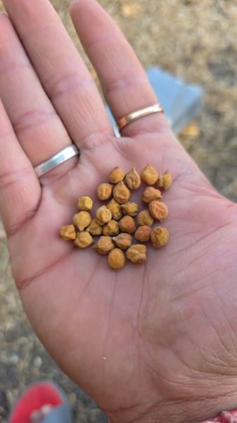 Organic Brown Chana