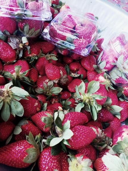 Strawberry 🍓🍓🍓🍓