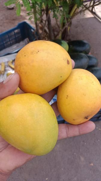 Fresh Alphonso mangoes