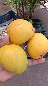 Fresh Alphonso mangoes