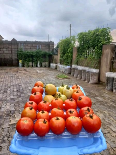 Fresh Tomatoes