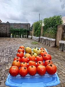 Fresh Tomatoes