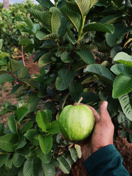 Fresh japanese red diamond gauva.