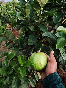Fresh japanese red diamond gauva.