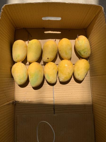 Seasonal Jardalu Mangoes