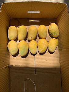 Seasonal Jardalu Mangoes