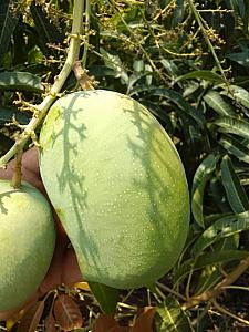 Kesar mangoes