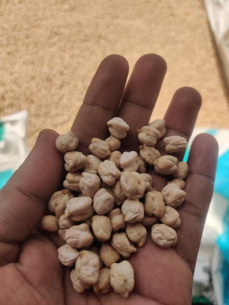 Fresh organic Cheakpeas / Kabuli Chana