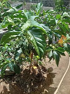 Noni plant