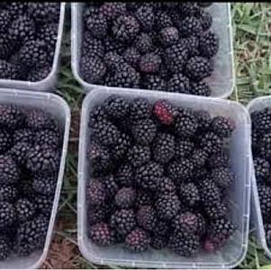 Blackberries