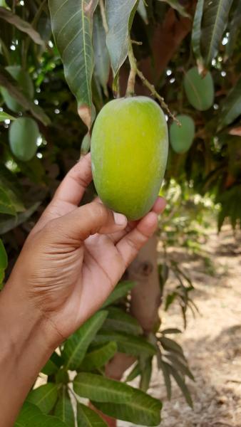 Fresh and Natural Kesar Mango