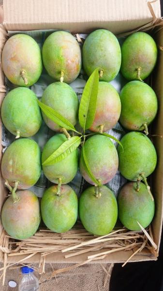 Ratnagiri Alphanso mango