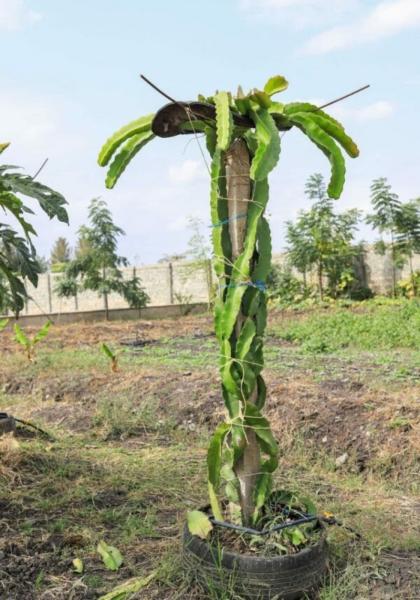 Dragon fruit cuttings