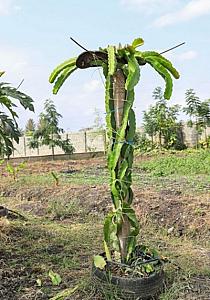 Dragon fruit cuttings