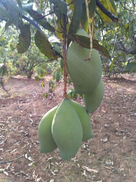 Fresh Mangoes were picked every three days