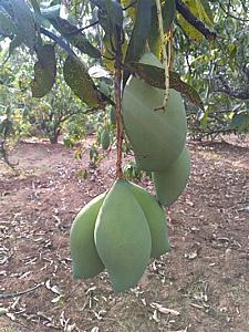 Fresh Mangoes were picked every three days