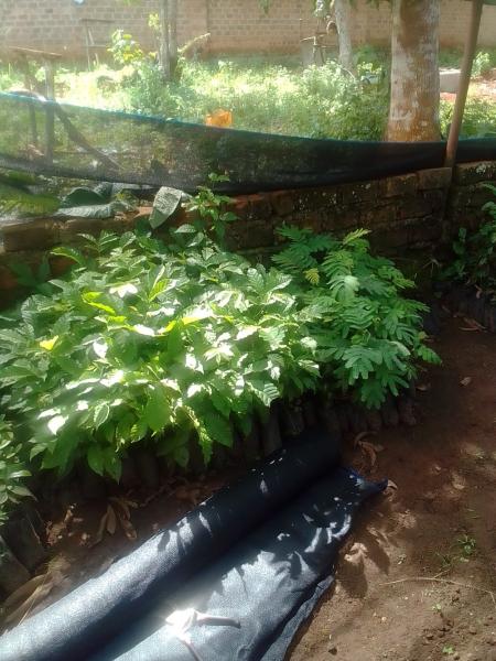 Trees, vegetables and chicken