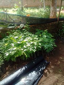 Trees, vegetables and chicken