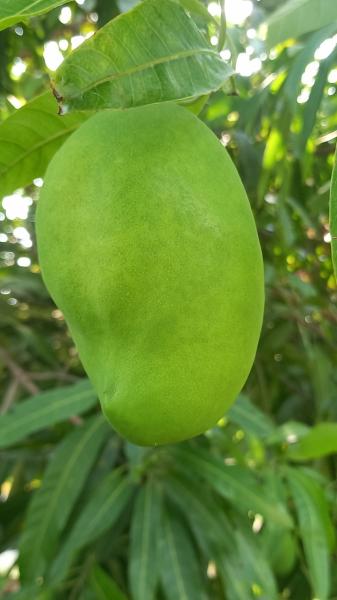 Fresh Sweet Sein Ta Lone mangoes