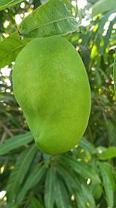 Fresh Sweet Sein Ta Lone mangoes