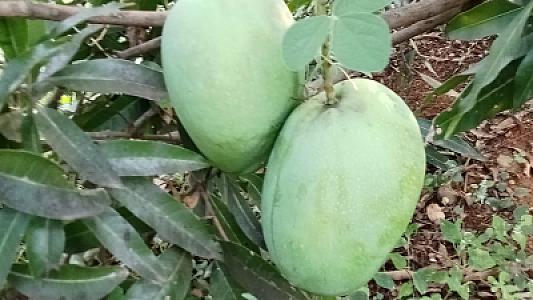 Fresh Immam pasand mangoes