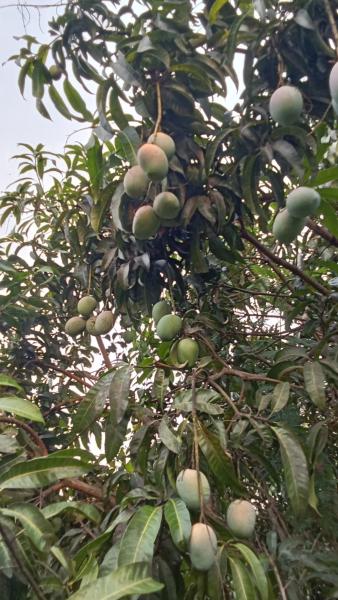 Fresh senthura mangoes available