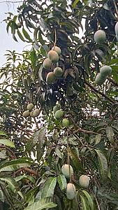 Fresh senthura mangoes available