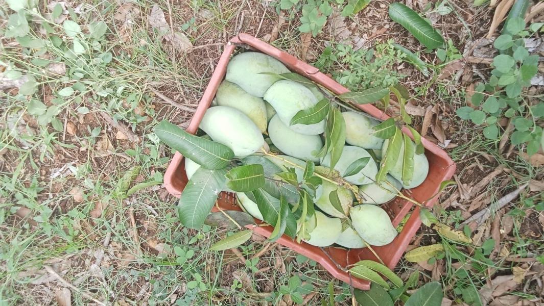 Fresh totapuri (bengalura also called kilimuku) available