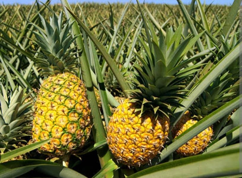 Pineapple