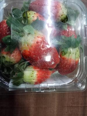 Darjeeling Organic Farm