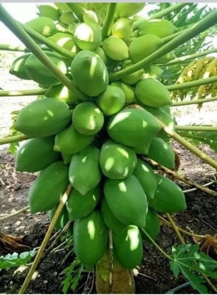 Papaya
