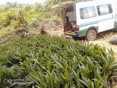 Tenera oil palm seedlings, hybrid plantain sucker, hybrid cocoa seedlings etc