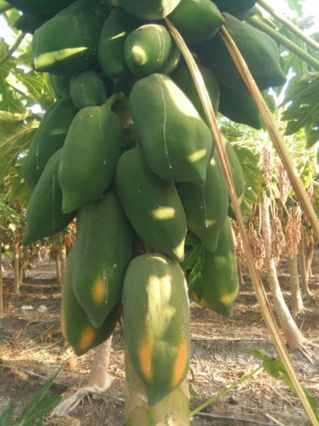 Papaya