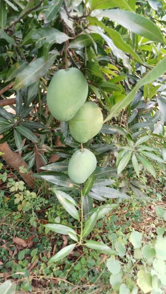 Fresh organic Immam pasand mangoes available