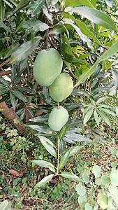 Fresh organic Immam pasand mangoes available