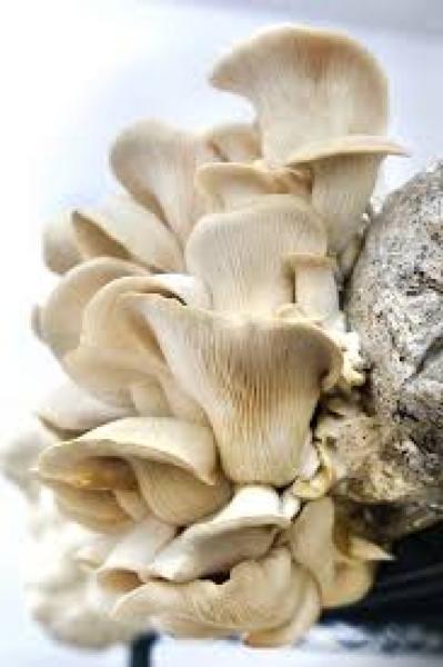 Fresh and dry Mushrooms