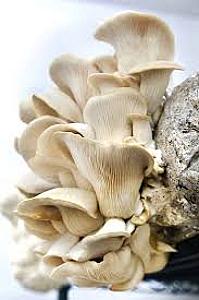 Fresh and dry Mushrooms